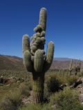 Cactus