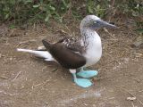 Pieds_bleus